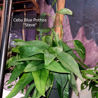 Cebu Blue Pothos plant in Crandall, Texas