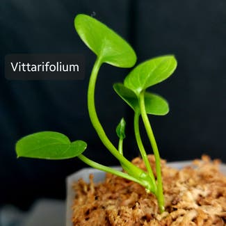 Anthurium vittarifolium plant in Crandall, Texas