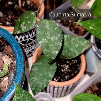 Hoya caudata sumatra plant in Crandall, Texas