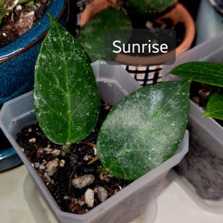 Hoya 'Sunrise' plant in Crandall, Texas