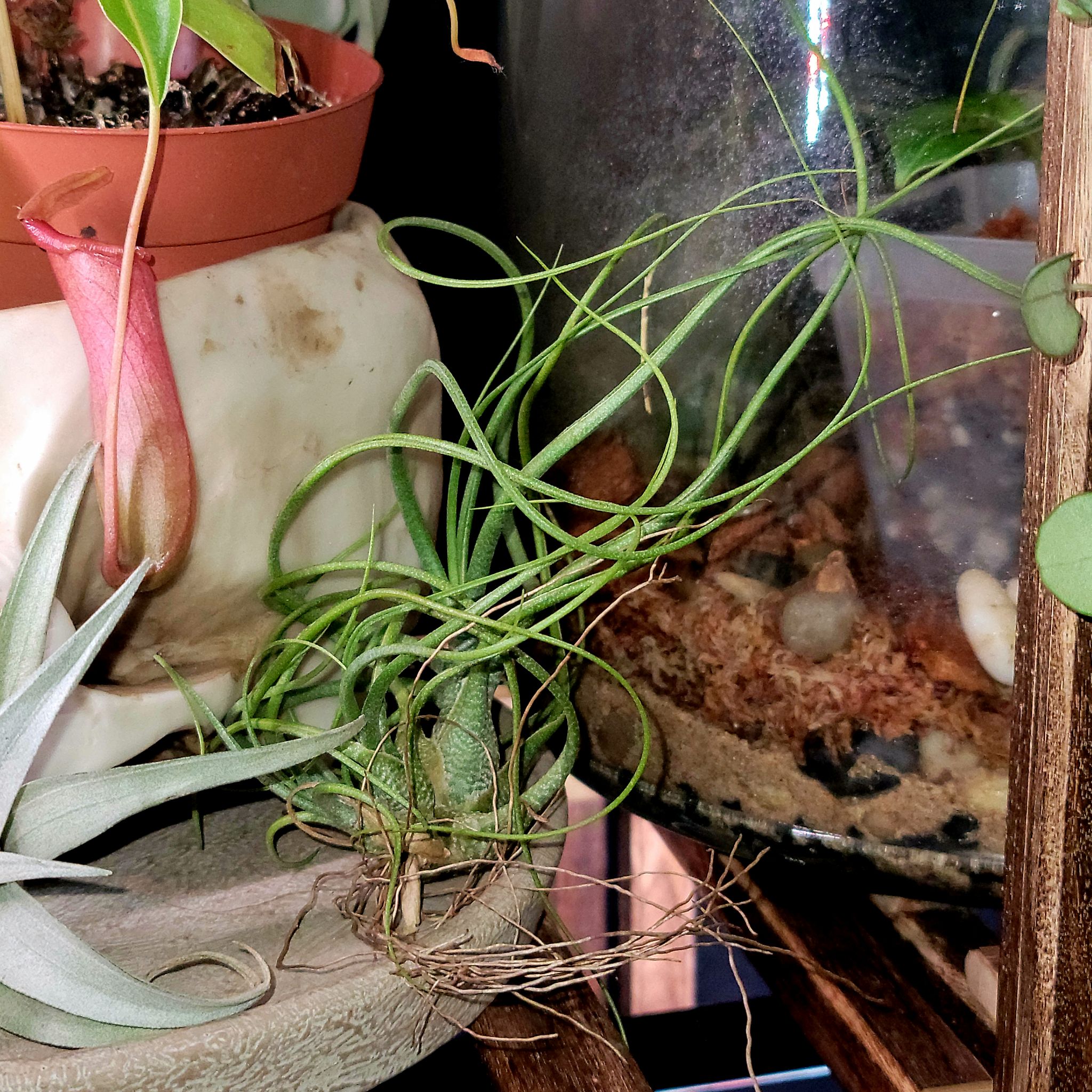 Tillandsia butzii plant with healthy green leaves, no visible soil, and no flowers.