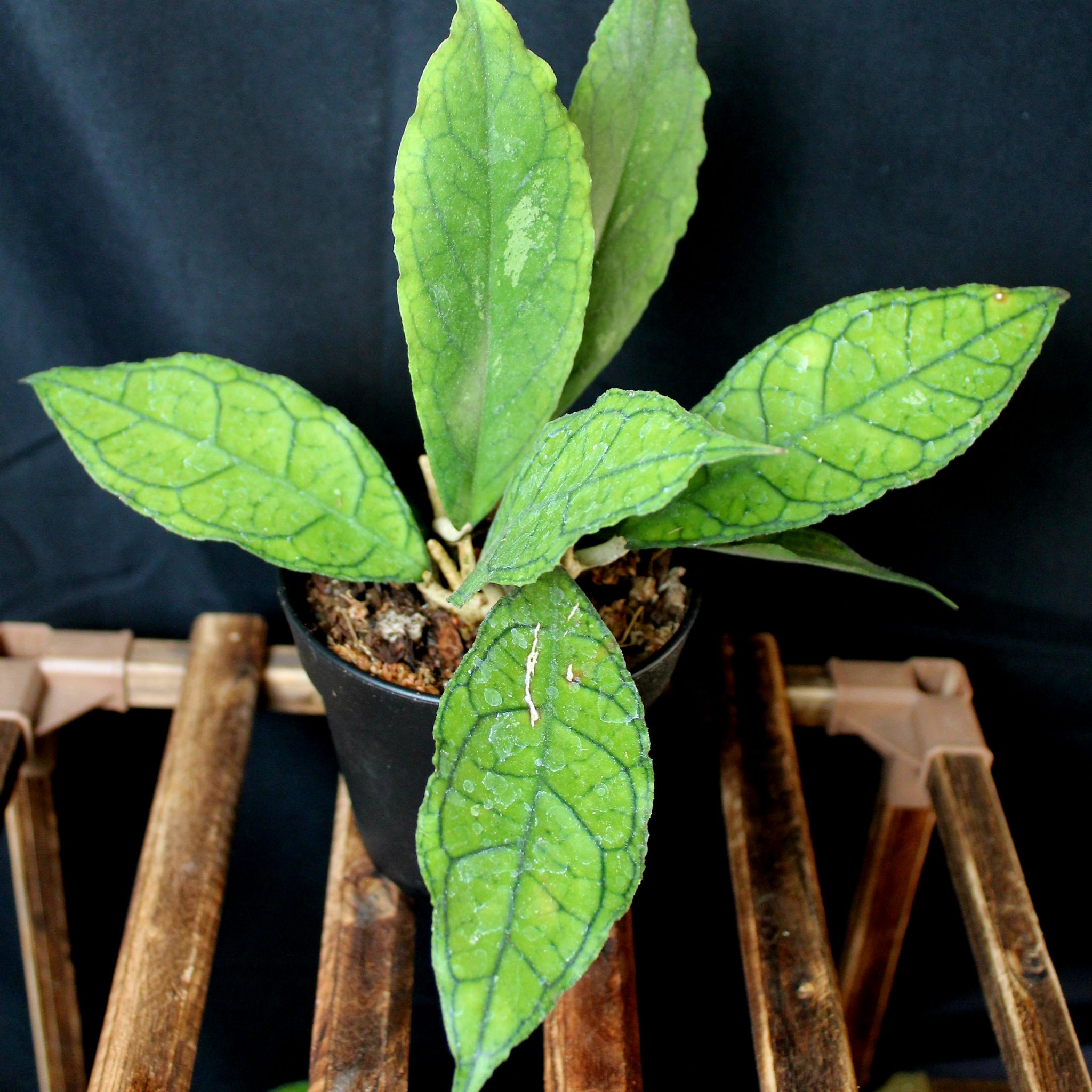 Potted Hoya finlaysonii plant with green veined leaves on a wooden surface.