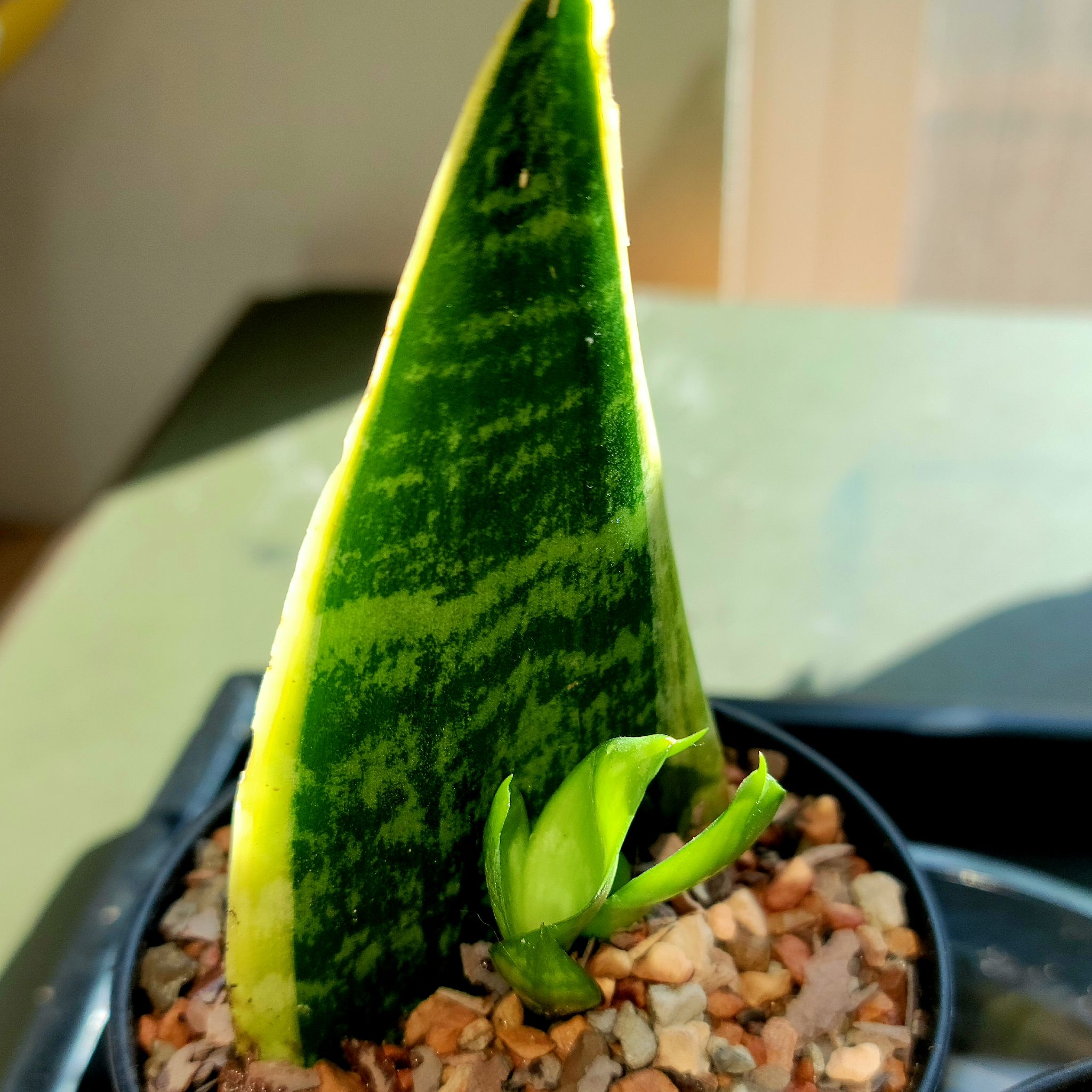 Futura Superba Snake Plant with a new shoot emerging, in a small pot with visible soil.