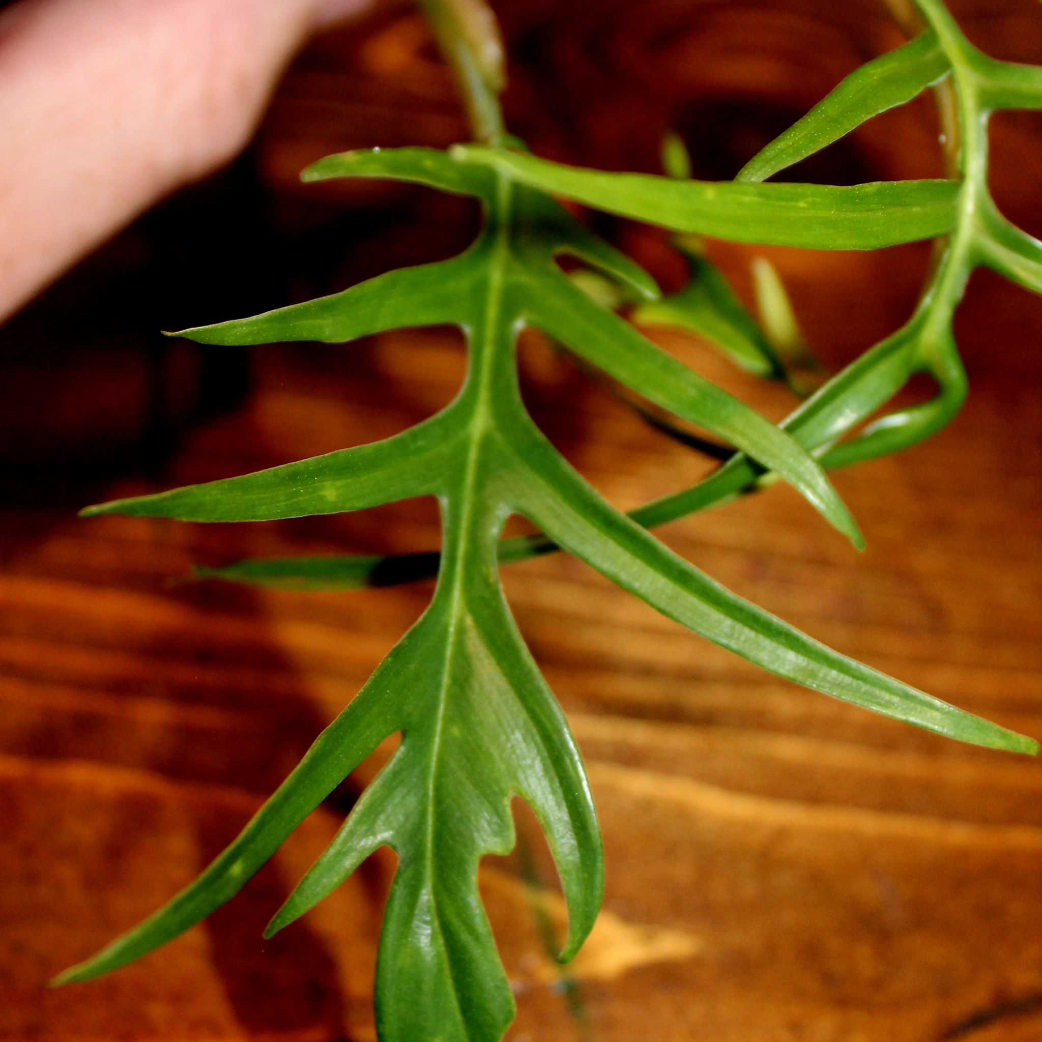 Close-up of a healthy Philodendron tortum leaf with vibrant green color.