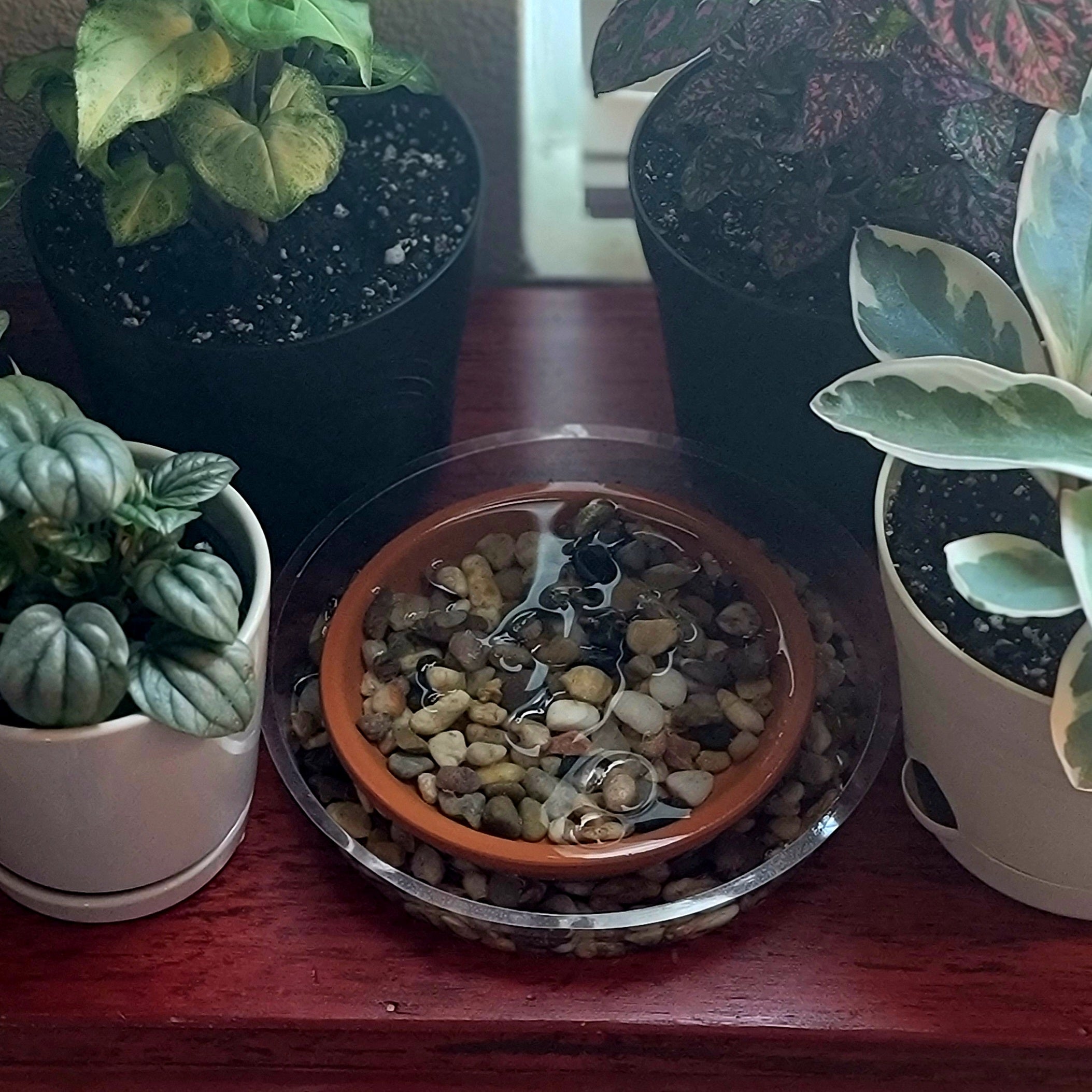 Pebble trays for happy plants 🪴