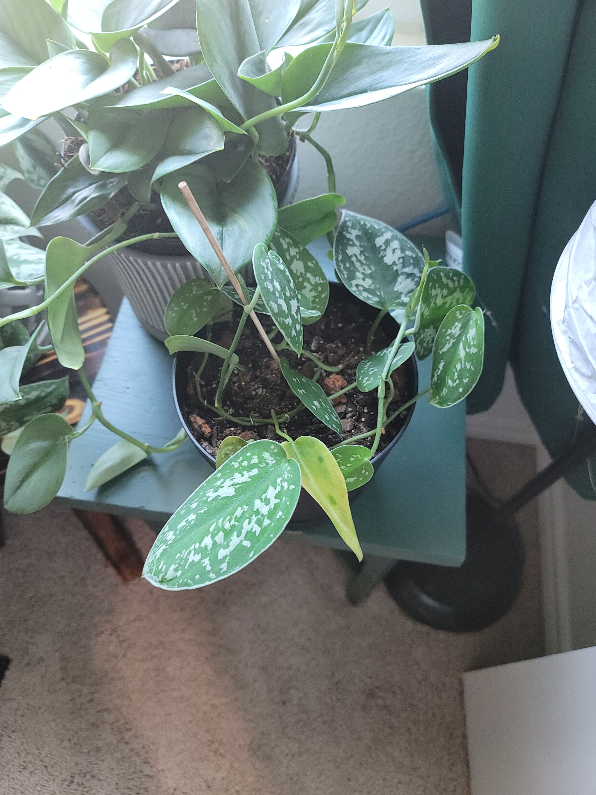 Photo from the post