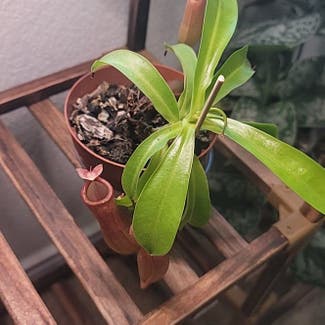 Tropical Pitcher Plant plant in Dallas, Texas