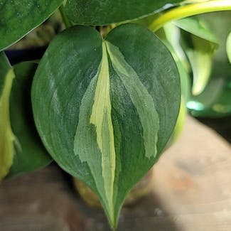 Philodendron Brasil plant in Dallas, Texas