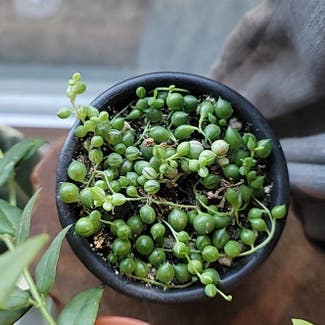String of Pearls plant in Dallas, Texas