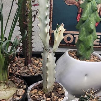 Candelabra Cactus plant in Dallas, Texas
