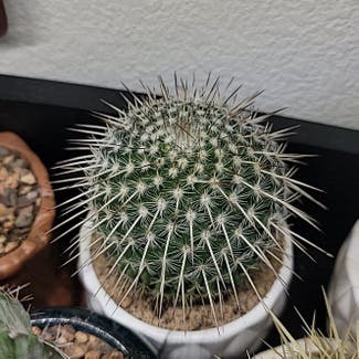 Twin Spined Cactus plant in Dallas, Texas