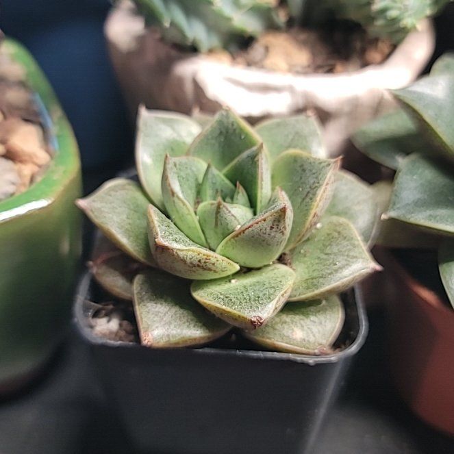 Photo of the plant species Echeveria purpusiorum by @jaysjungle named Cacti/Succs - Echeveria Purpureum on Greg, the plant care app