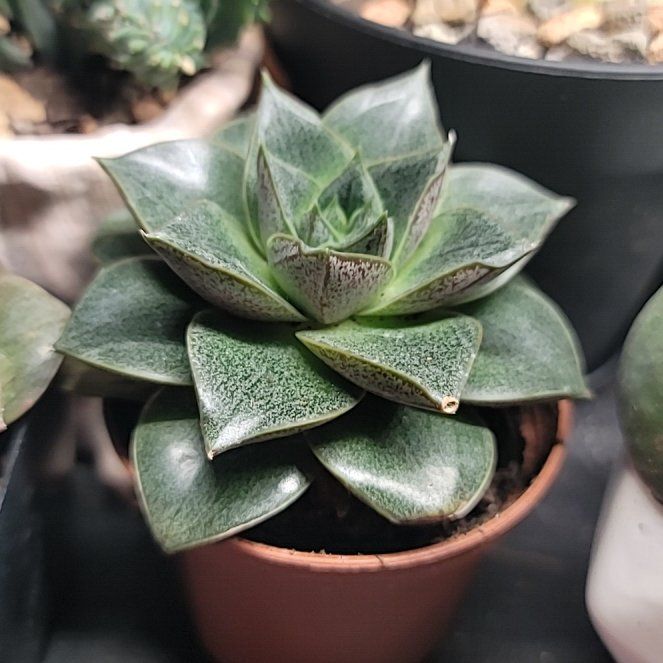 Photo of the plant species Echeveria purpusiorum by @jaysjungle named Echeveria Purpusorum on Greg, the plant care app