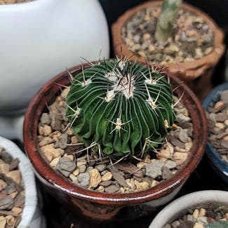 Brain Cactus plant in Dallas, Texas