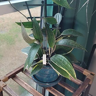 Hoya macrophylla 'Albomarginata' plant in Dallas, Texas