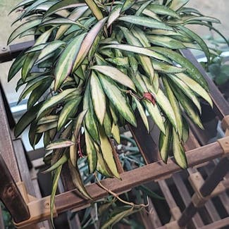 variegated hoya wayetii plant in Dallas, Texas