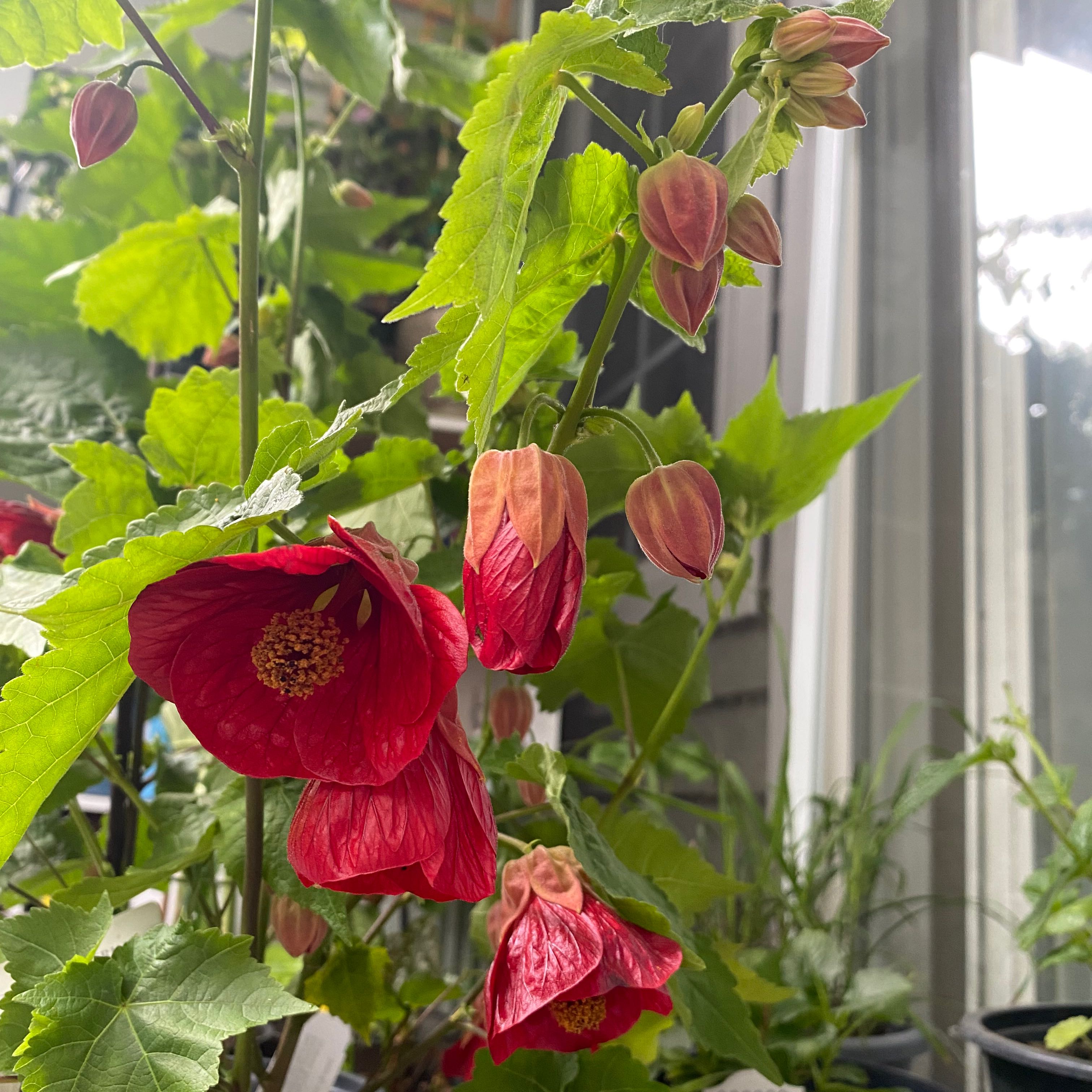 Abutilon Pictum plant with red flowers and green leaves, appears healthy.