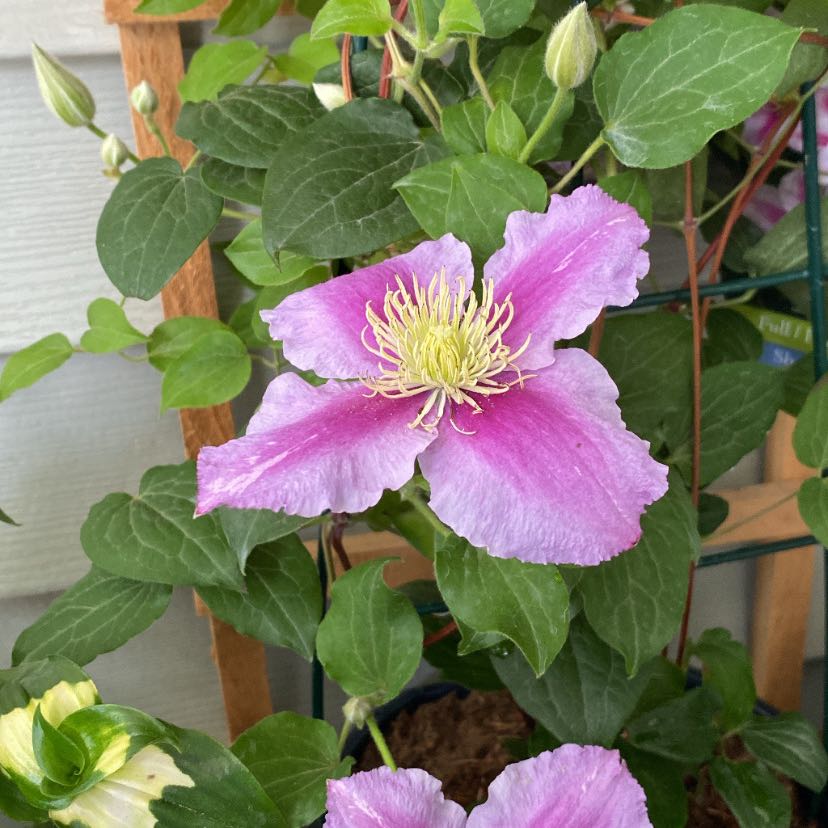 Italian Leather Flower with vibrant purple flowers and green leaves, appearing healthy.