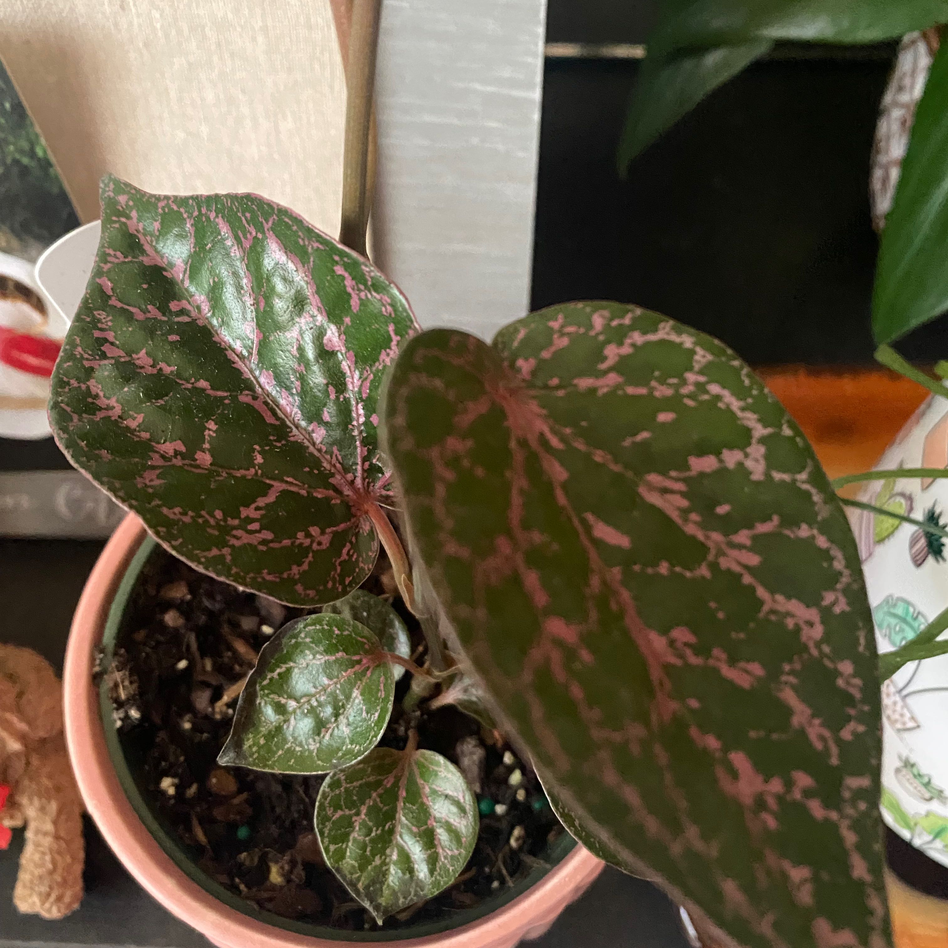 Potted Red Betel plant with dark green leaves and pink veins.