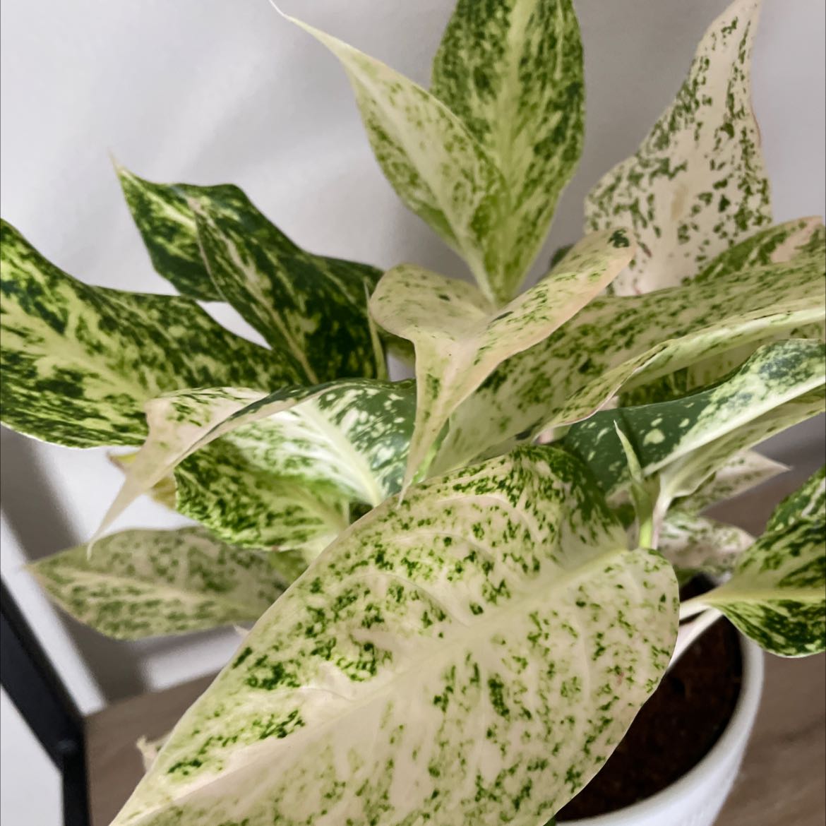 Aglaonema 'Sparkling Sarah' plant with variegated leaves in a pot.