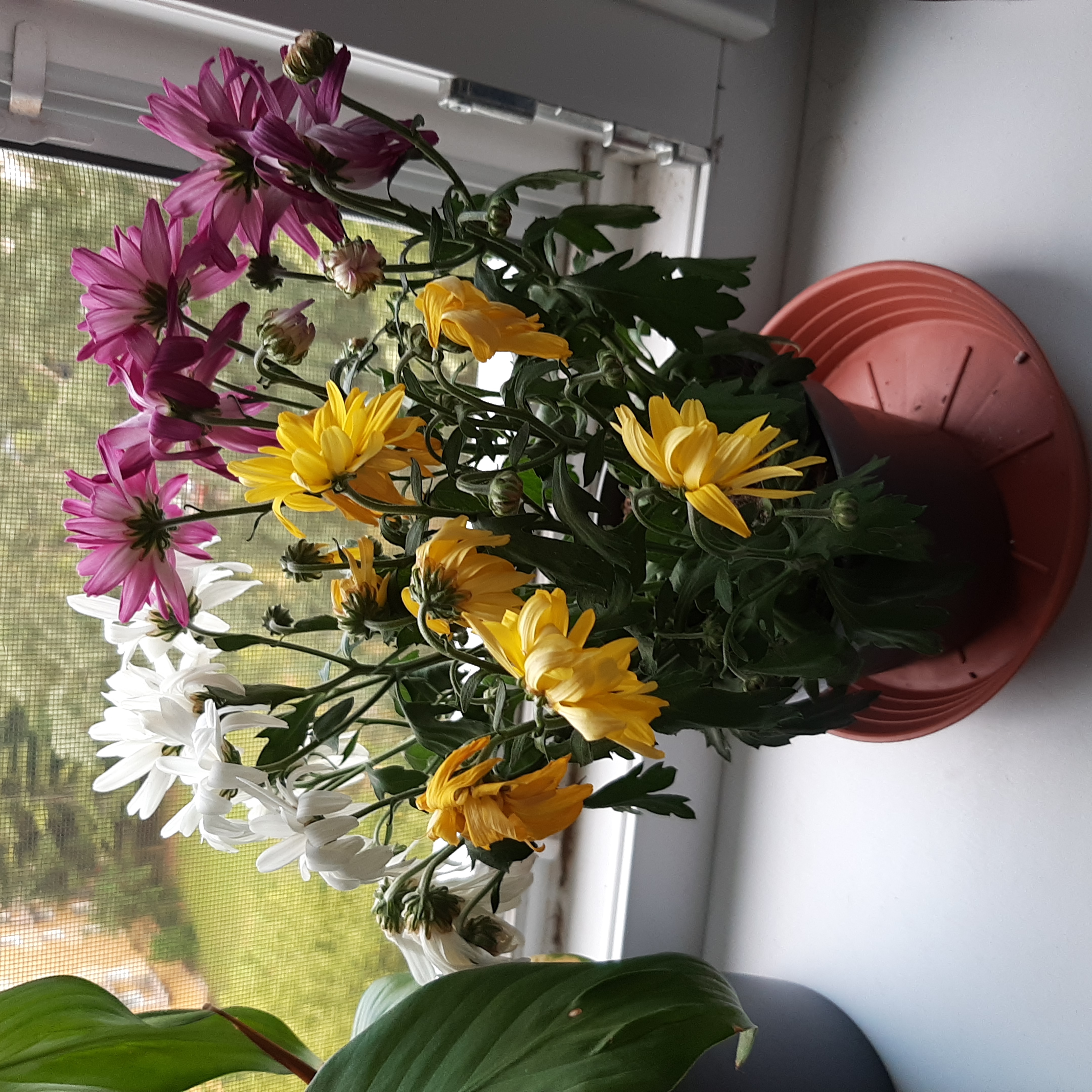 Chrysanthemum plant with vibrant purple, yellow, and white flowers in a pot near a window.