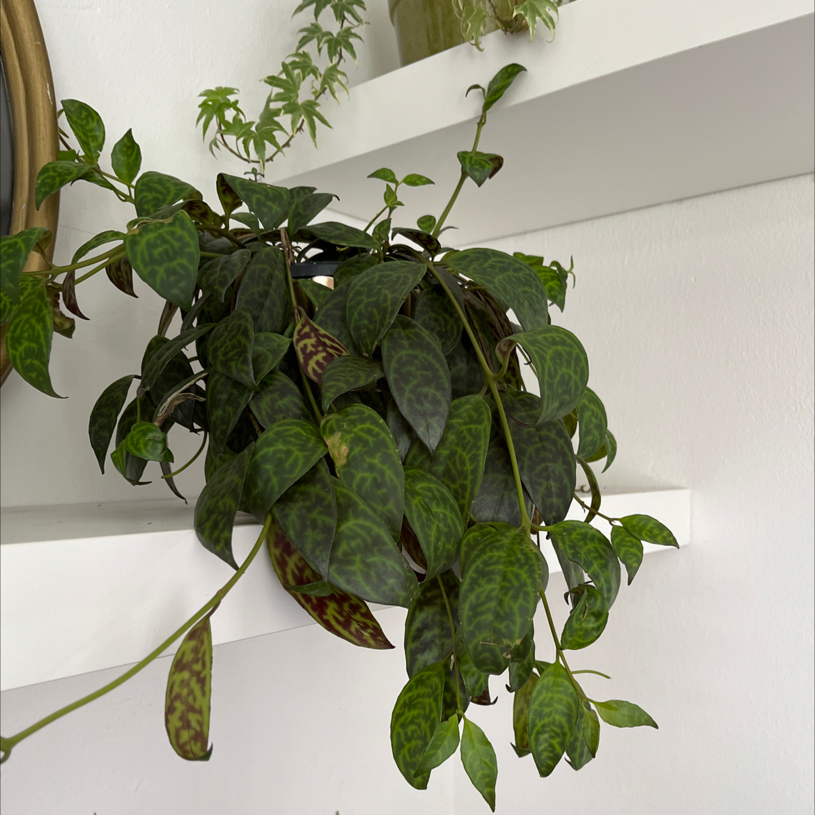 Variegated Lipstick Vine with healthy green leaves on a white shelf.