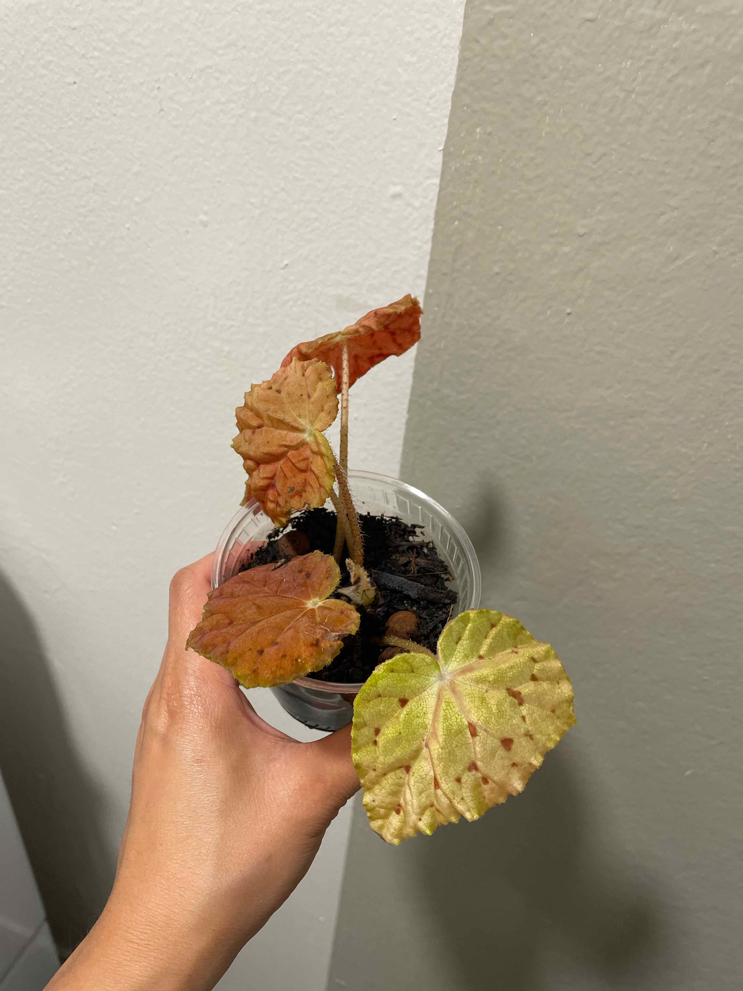 Plant care for Butterfly Begonia on Greg, the plant care app