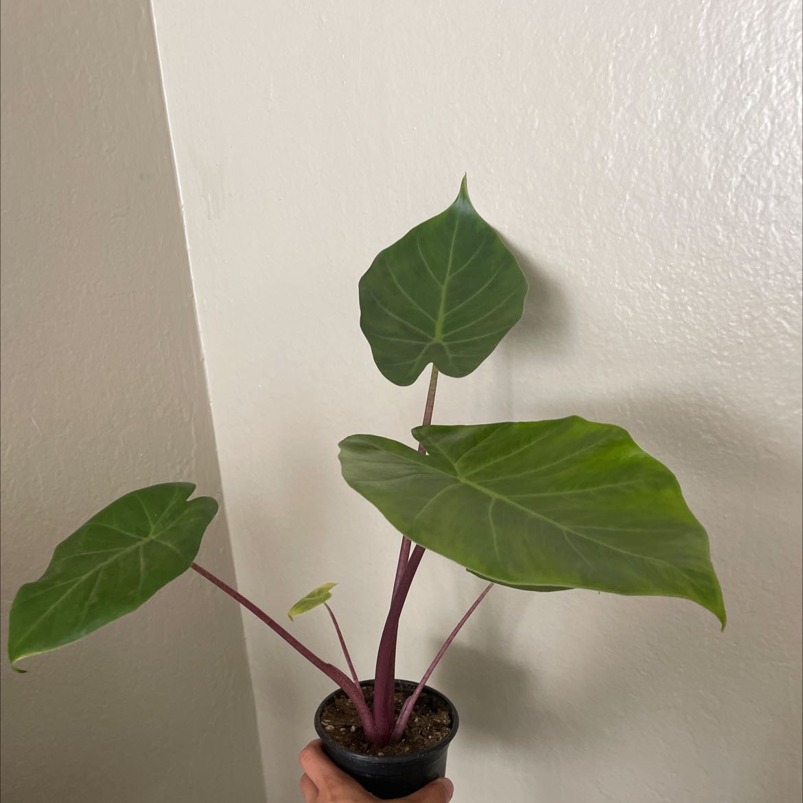Alocasia 'Imperial Red' plant with green leaves and reddish stems held in a small pot.