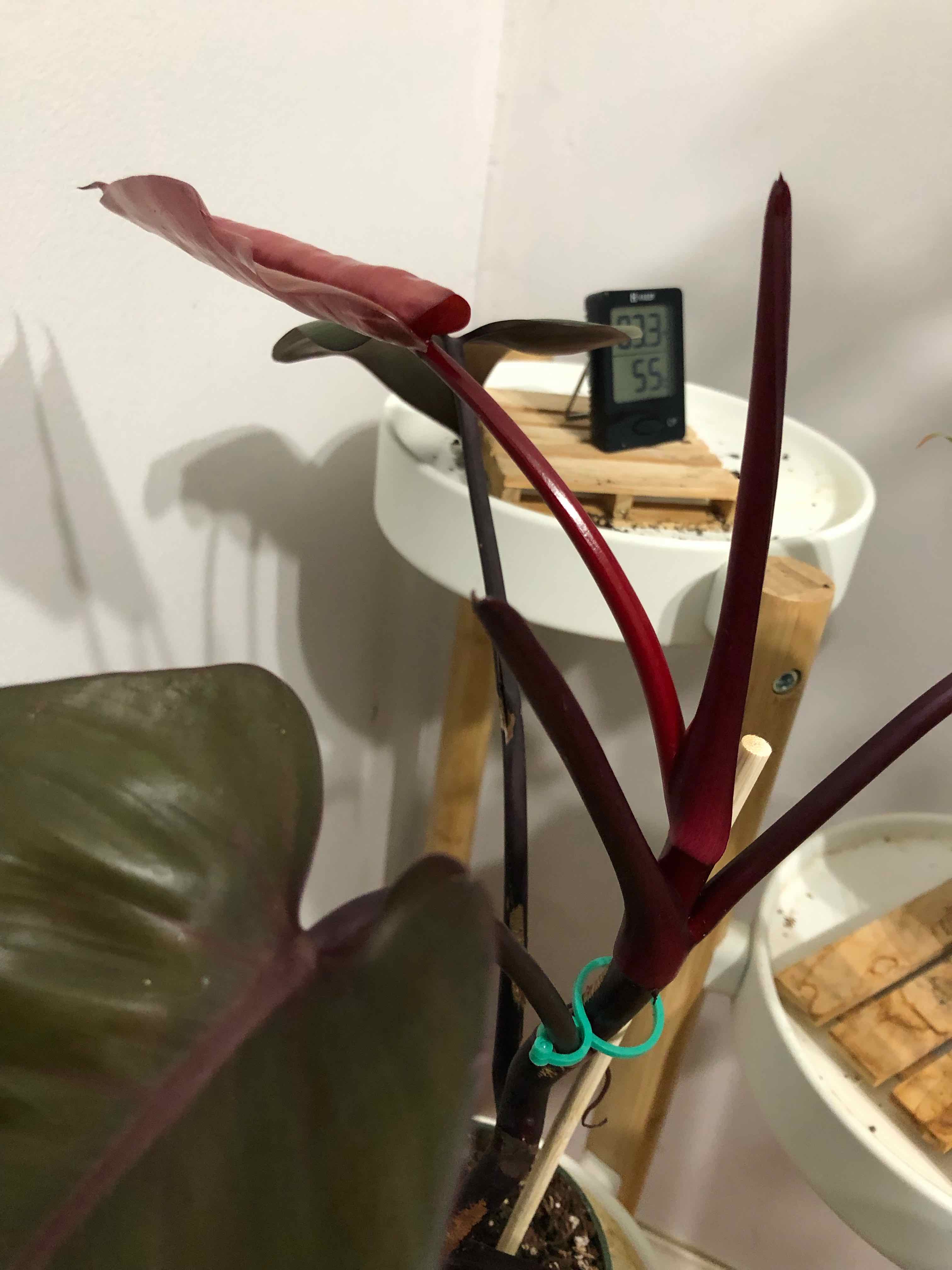 Royal Queen Philodendron plant with dark green and reddish leaves, soil visible.