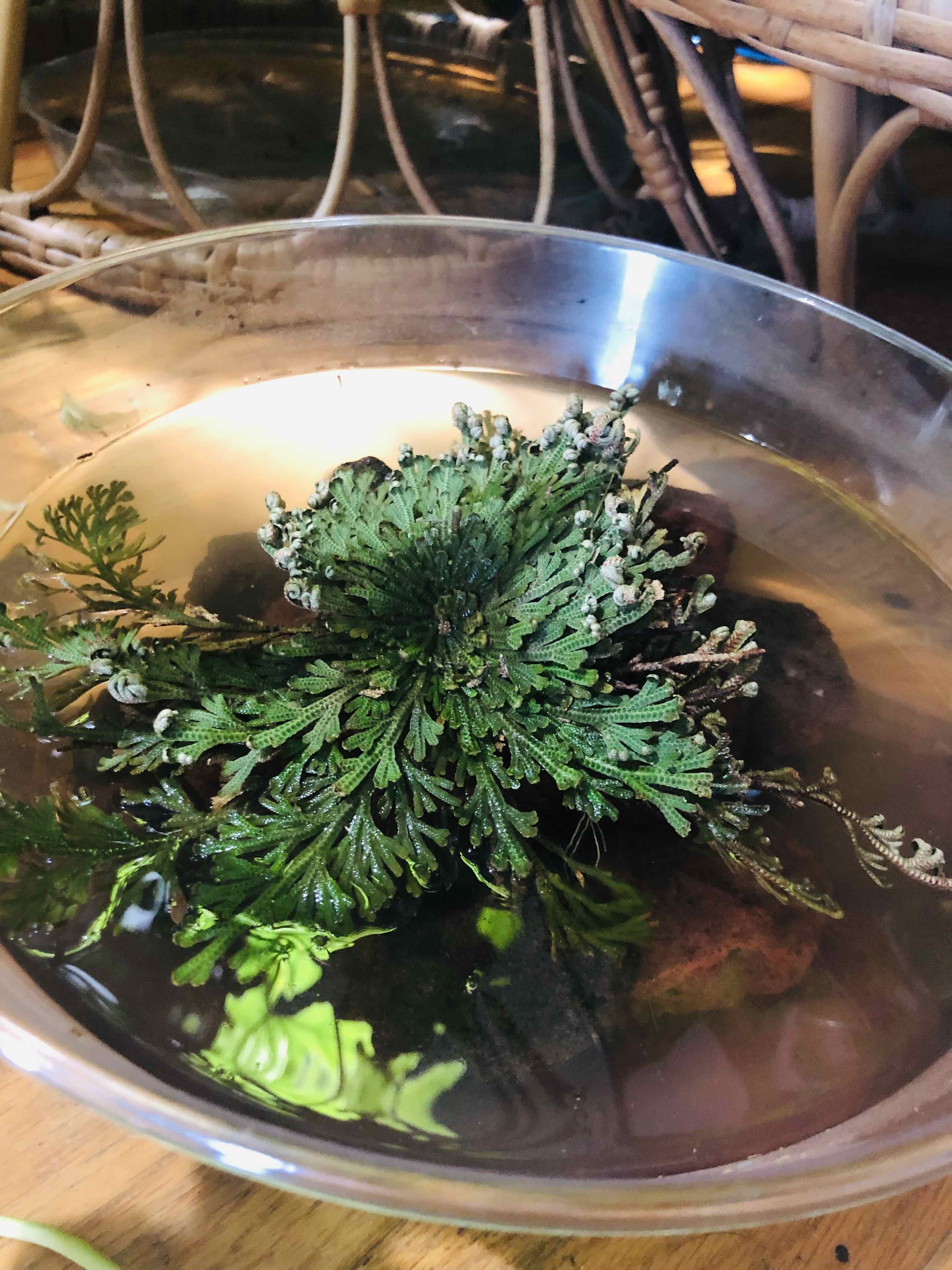 Plant care for Bushy Spikemoss on Greg, the plant care app