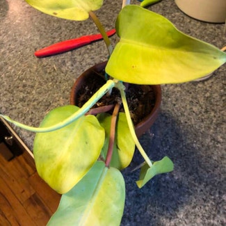 Golden Goddess Philodendron plant in Washington, District of Columbia