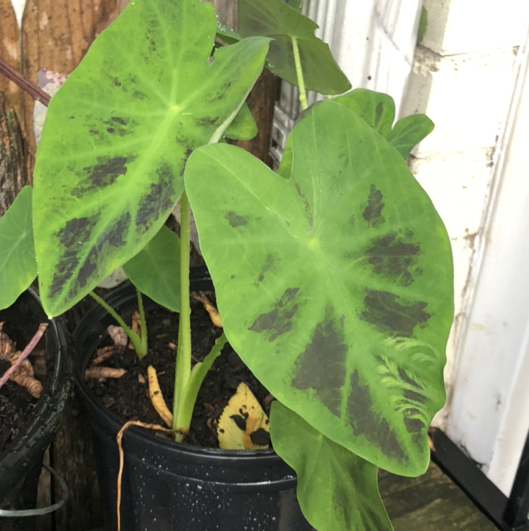 Photo of the plant species Imperial Taro by @OopsIWetMyPlant named Illustris on Greg, the plant care app