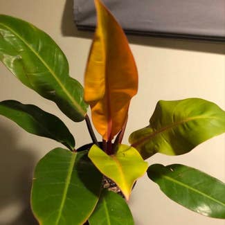 Philodendron Prince of Orange plant in Washington, District of Columbia