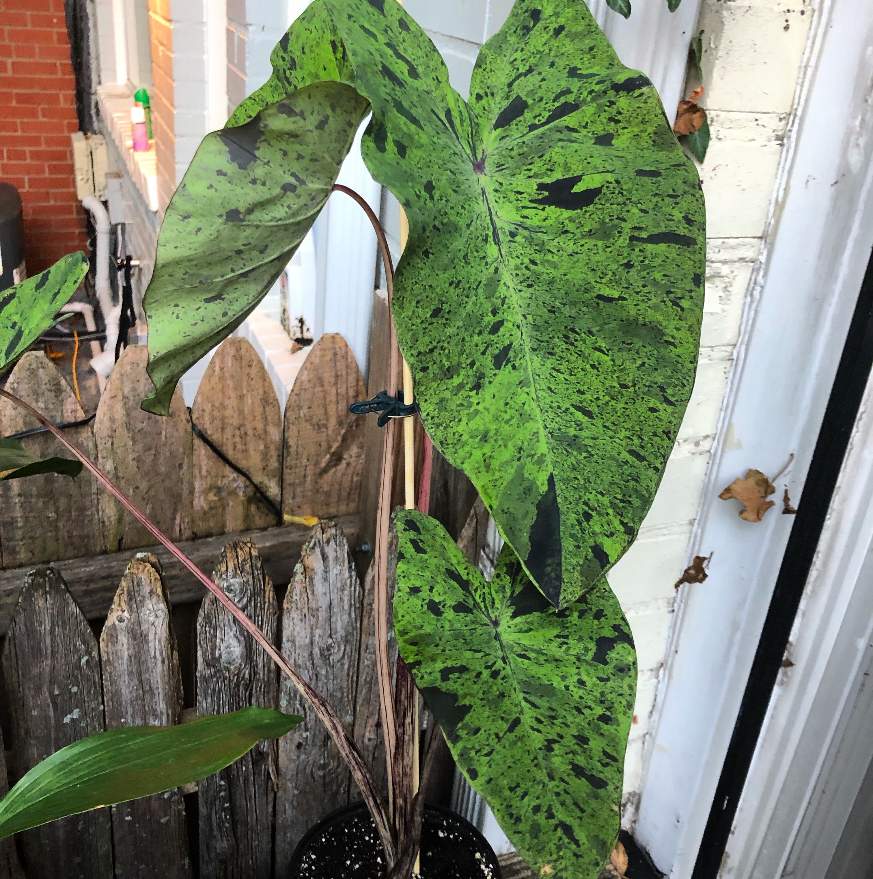 Taro 'Mojito' plant with large variegated leaves in a pot outdoors.