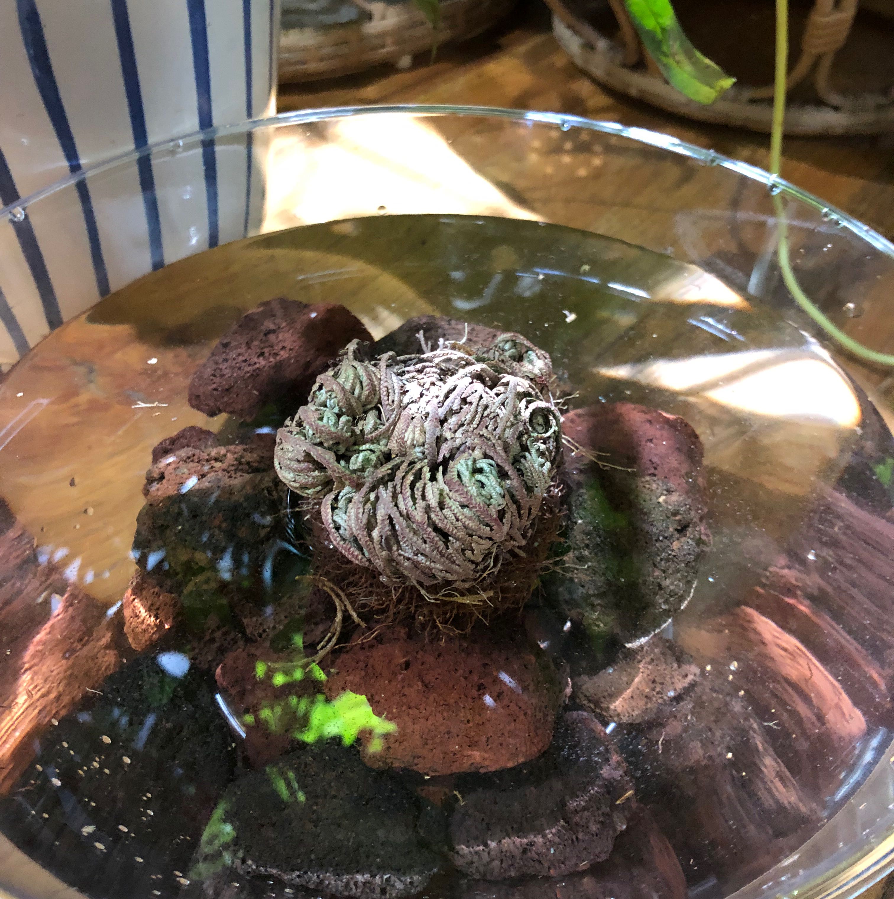 Rose of Jericho plant in a glass bowl with water and rocks, beginning to open up.