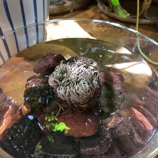 Rose of Jericho plant in Washington, District of Columbia