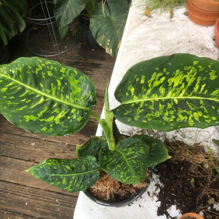 Dumb Cane 'Reflector' plant with vibrant green leaves and yellow speckles in a pot.