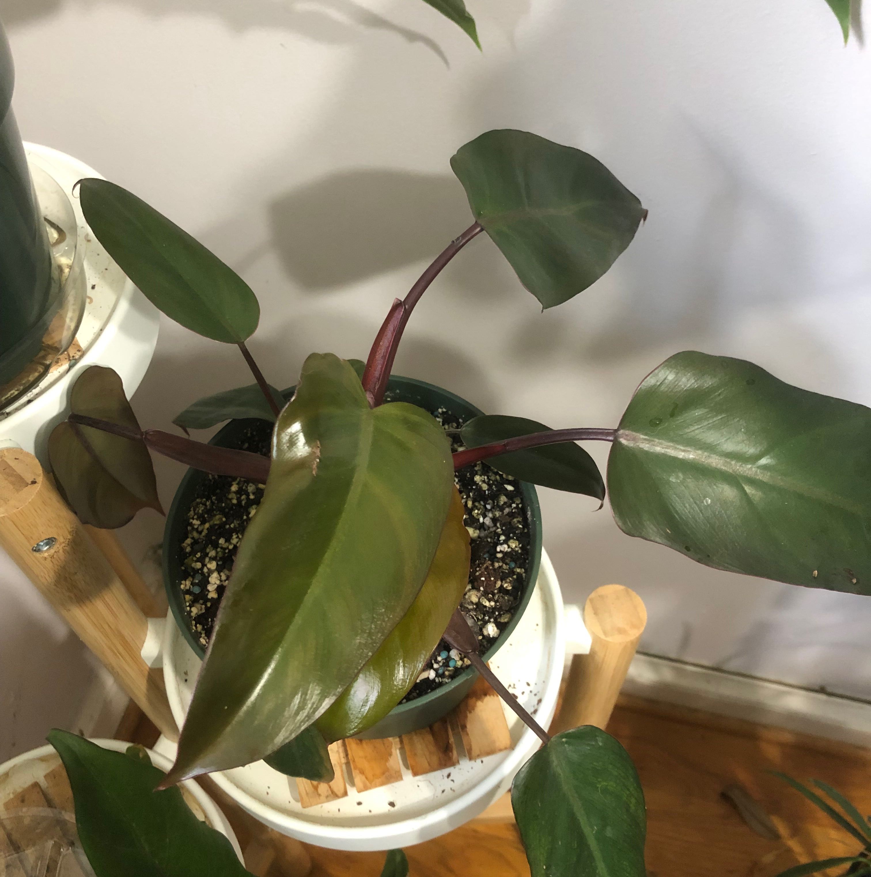 Philodendron Dark Lord plant with dark green leaves and reddish stems in a pot.