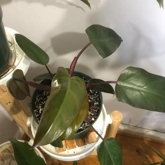 Philodendron Dark Lord plant in Washington, District of Columbia