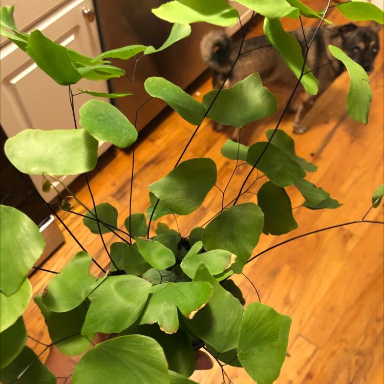 Photo of the plant species Peruvian Maidenhair Fern by @OopsIWetMyPlant named Your plant on Greg, the plant care app