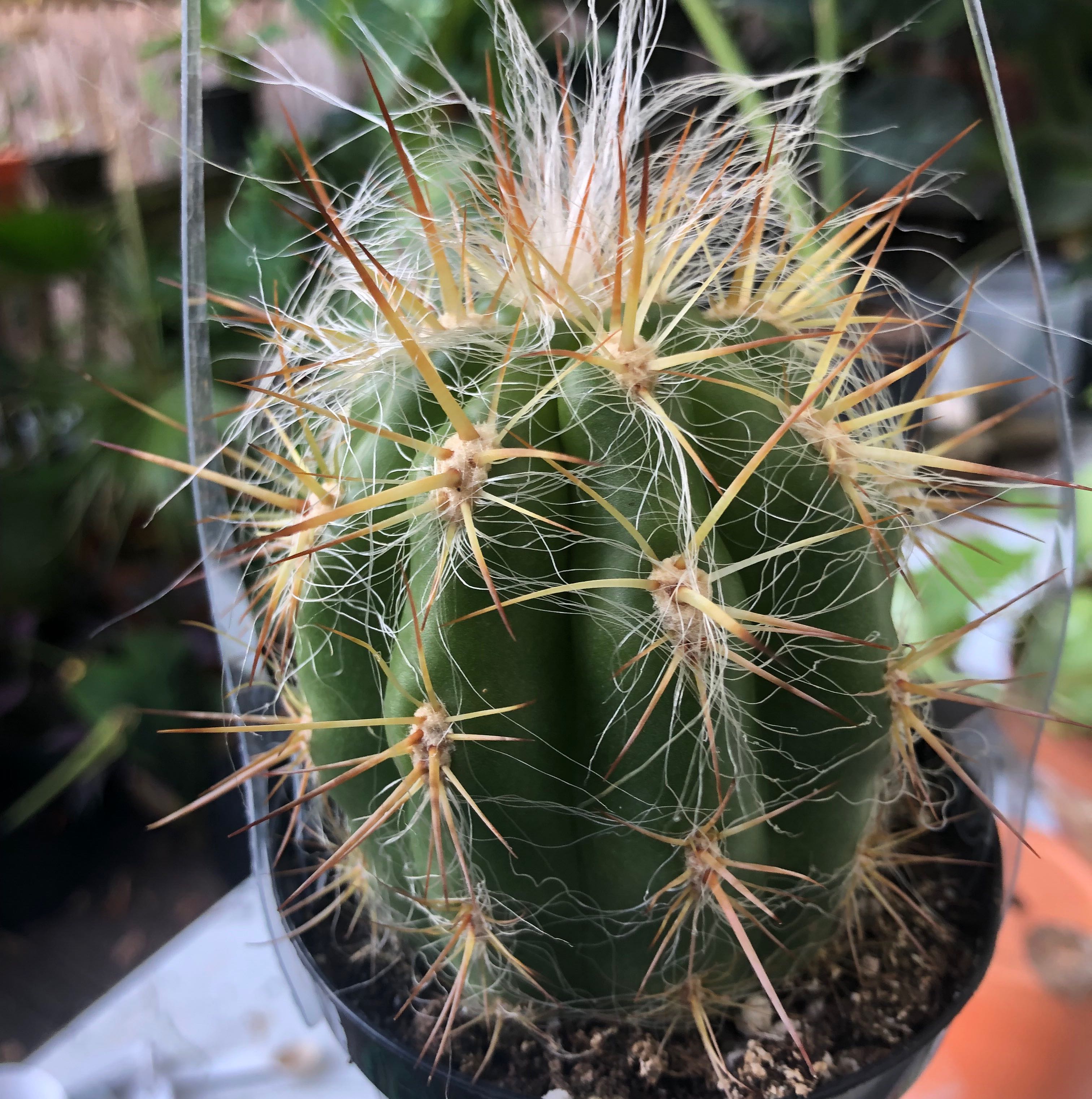 Old Man of the Andes cactus with white hair-like and yellowish spines in a pot.