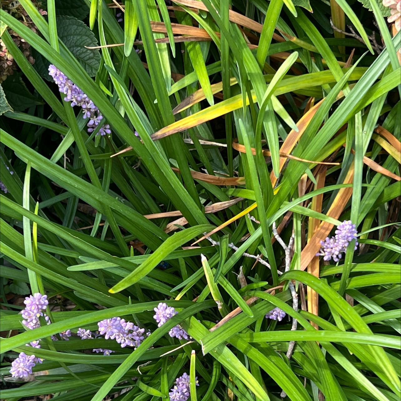 Big Blue Lilyturf with long leaves and small purple flowers. Some leaves show yellowing and browning.
