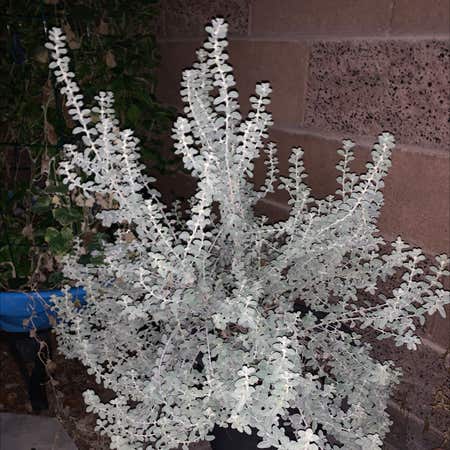 Photo of the plant species Trailing Dusty Miller by Uncommonflax named Your plant on Greg, the plant care app