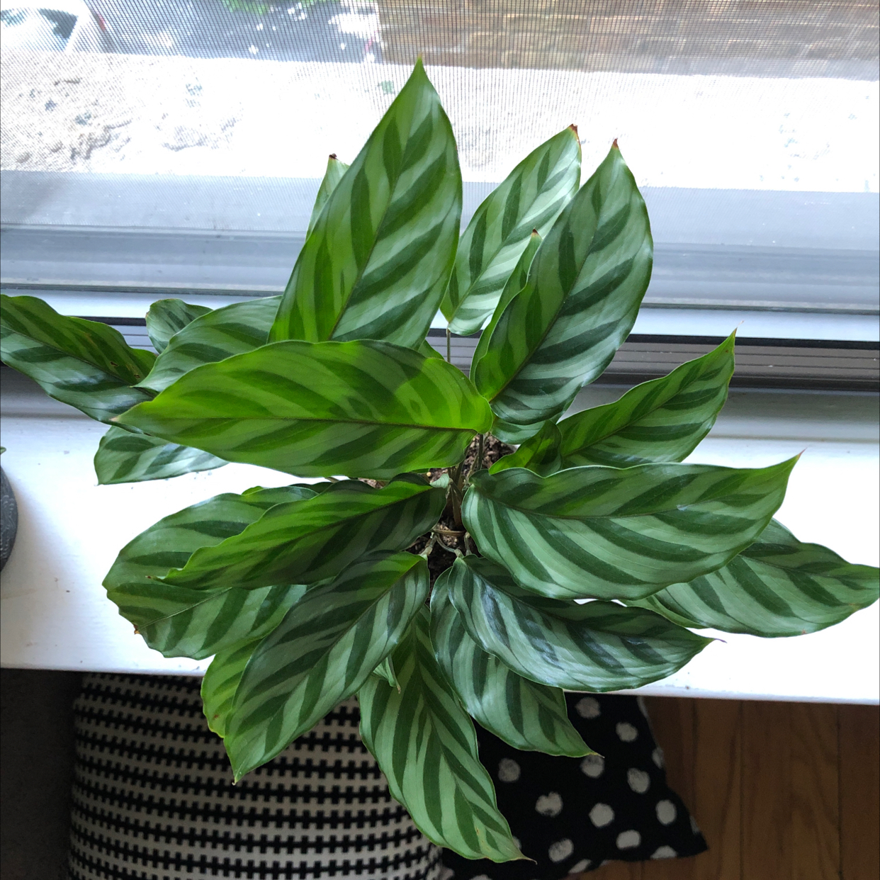 Photo of the plant species Calathea 'Freddie' by @PureDropwort named Freddie on Greg, the plant care app