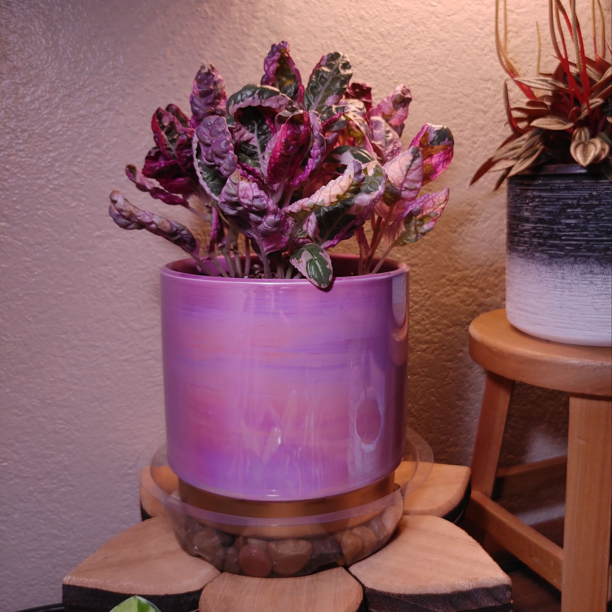 Snow White Waffle Plant in a purple pot, vibrant purple and green leaves, healthy appearance.