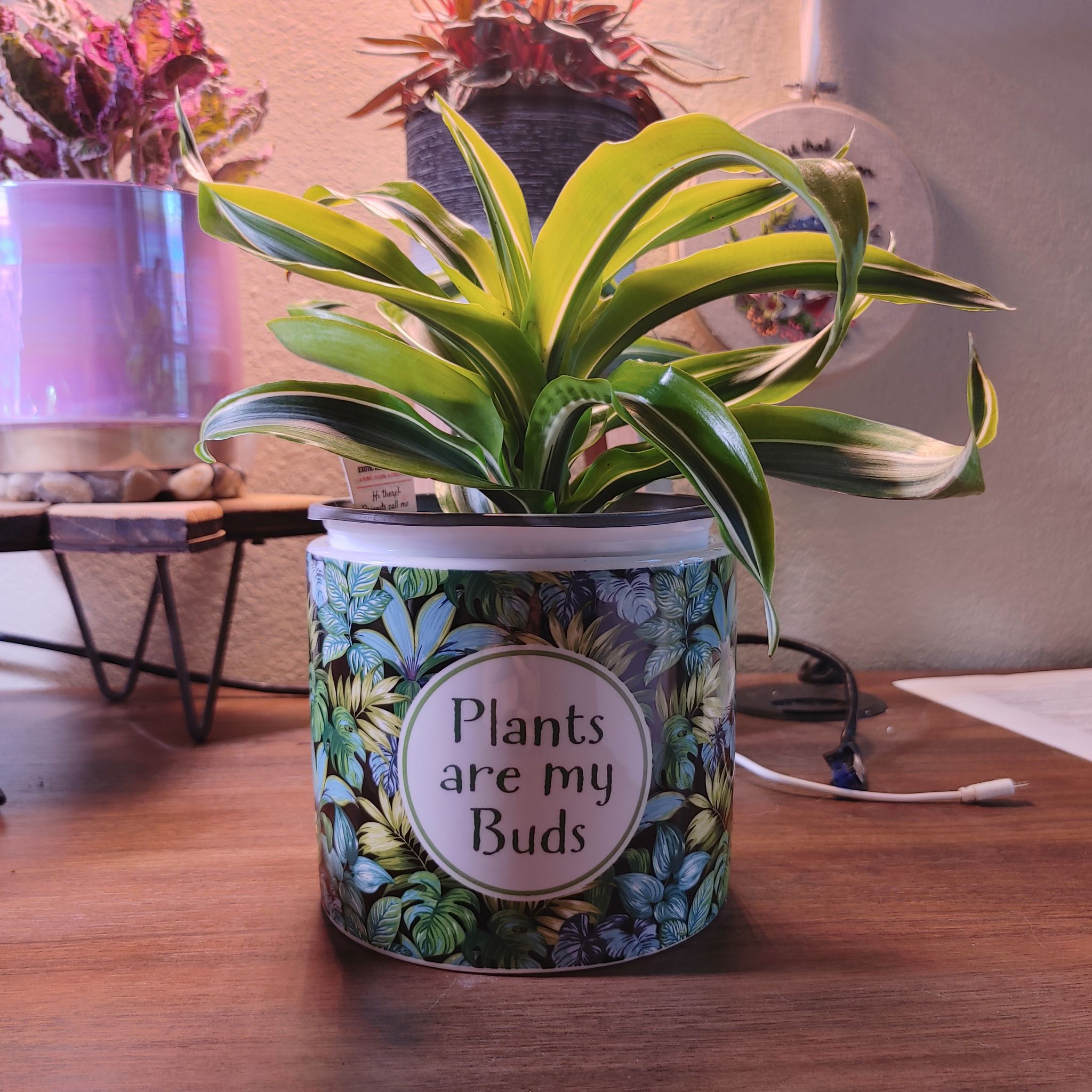 Lemon Surprise Snake Plant in a decorative pot with the text 'Plants are my Buds'.