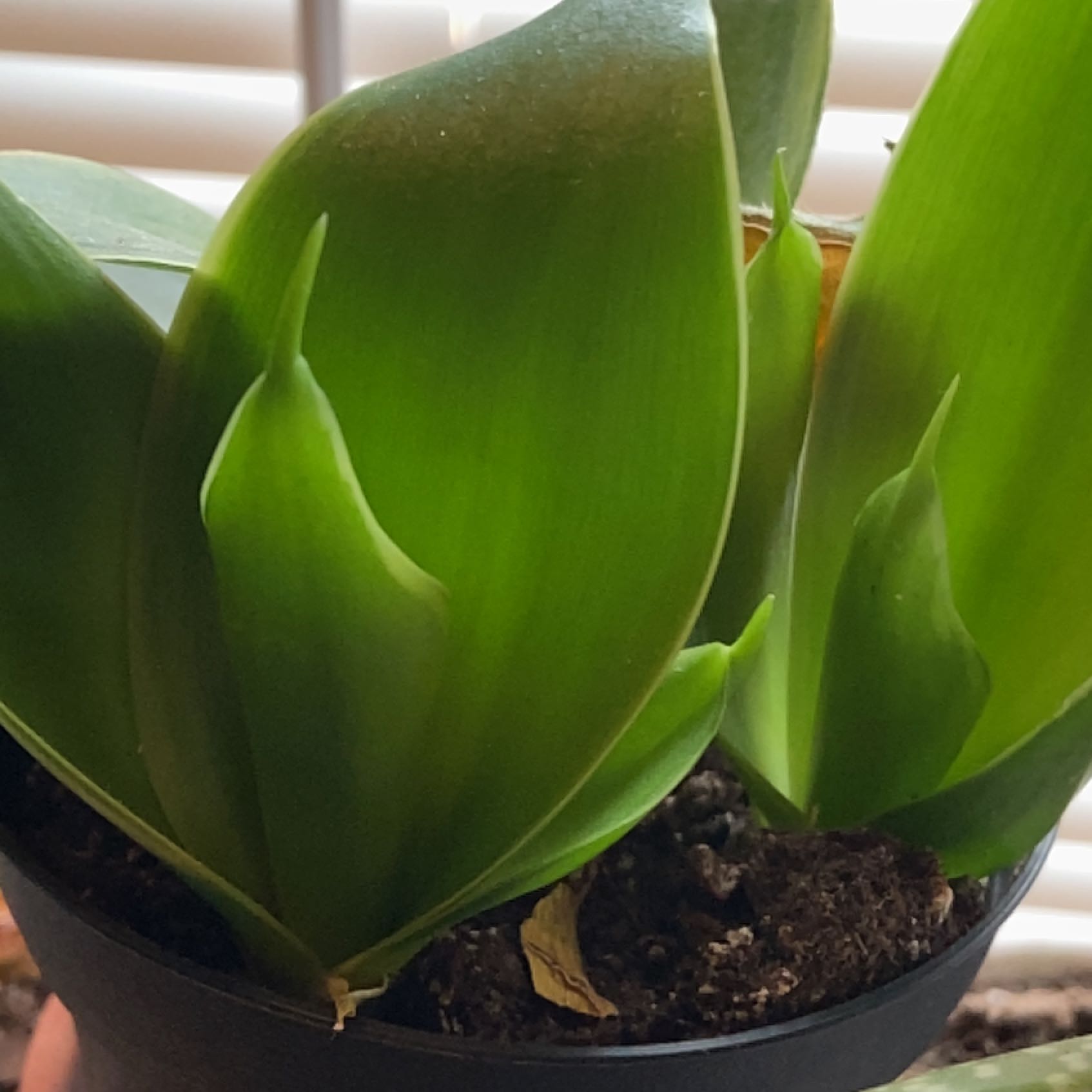 Silver Snake Plant with broad green leaves in a pot with visible soil.