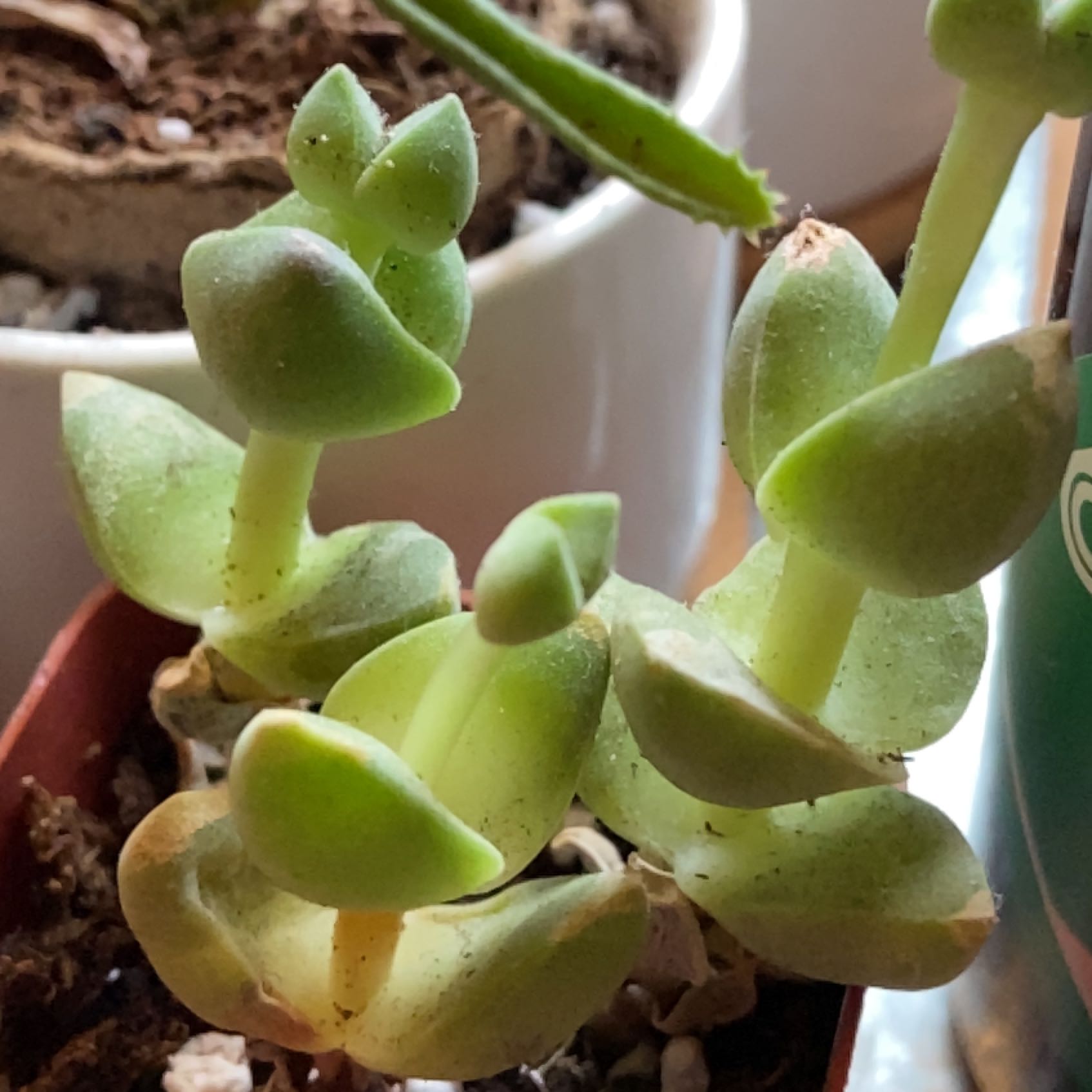 Healthy Crassula perforata succulent with plump green button-like leaves stacked densely on trailing stems in a clay pot.