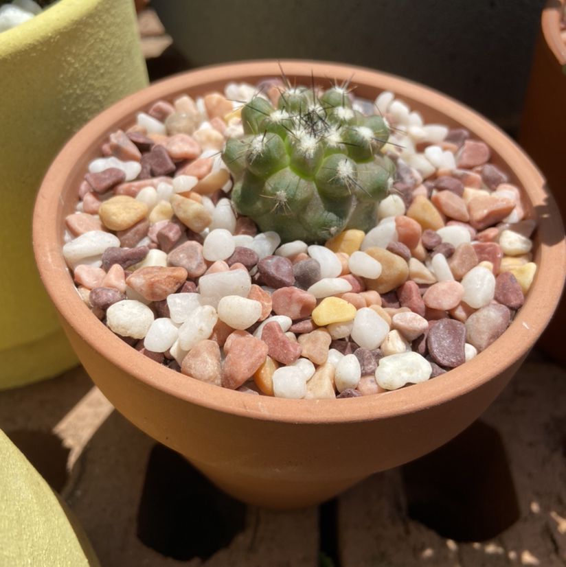 Photo of the plant species f. crestata politomica by @GemRaspfern named Copiapoa Humilis on Greg, the plant care app