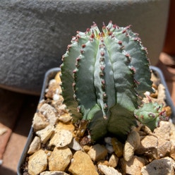 Snowflake Euphorbia plant